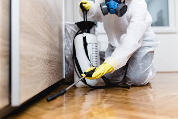 Best Termite Control Services  in Blue Mound, IL