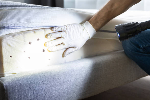 Best Rat Extermination Near Me  in Blue Mound, IL