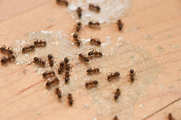 Best Residential Pest Control  in Blue Mound, IL