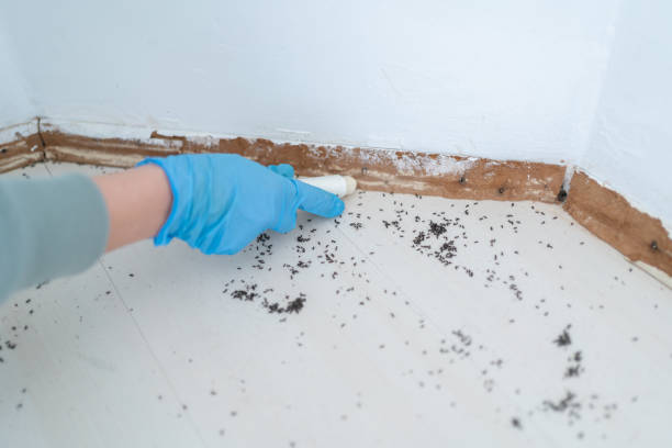 Best Mosquito Control Services  in Blue Mound, IL